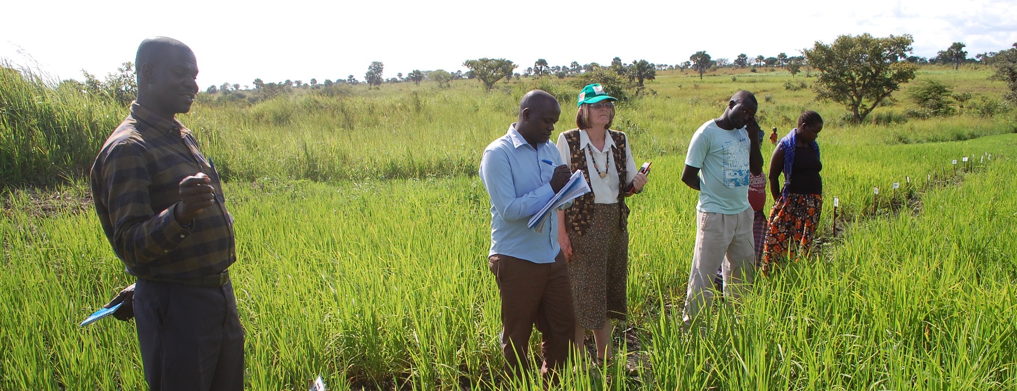 Monitoring & Evaluation in Rice Farm